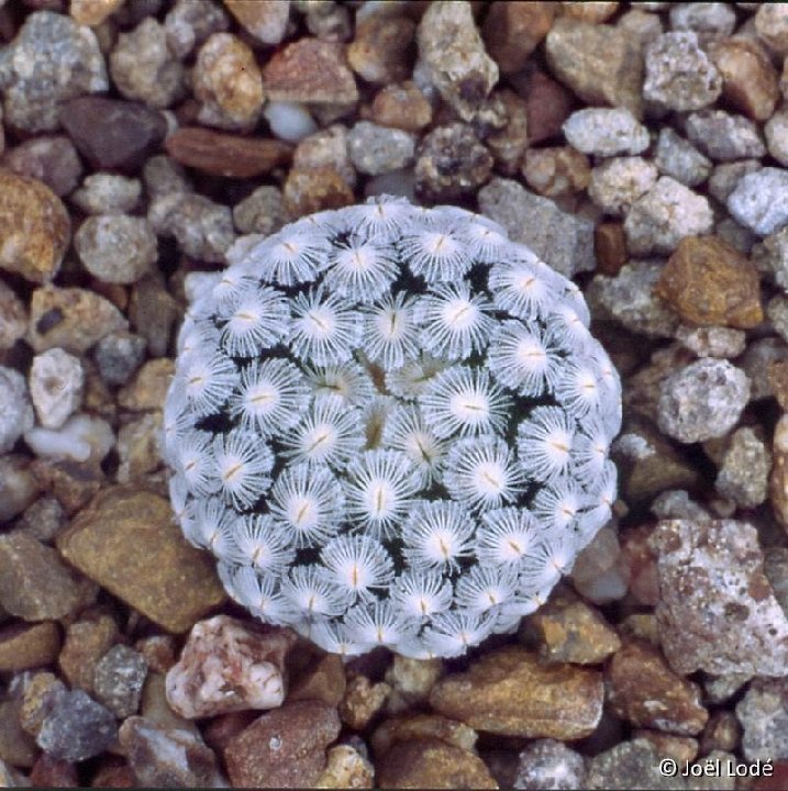 Mammillaria sanchez-mejoradae ©JL-586